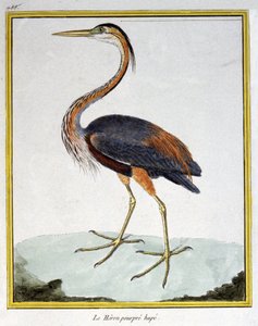 Science. Zoologie. Héron pourpré. Gravure par François Nicolas Martinet dans : Histoire naturelle des oiseaux, par Georges Louis Leclerc de Buffon, France, c.1777