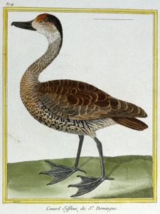 Science. Zoologie. Canard de Santo Domingo. Gravure de François Nicolas Martinet dans : Histoire naturelle des oiseaux, par Georges Louis Leclerc de Buffon, France, c.1777 - Francois Nicolas Martinet