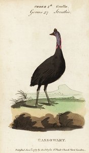 Casoar à casque, Casuarius casuarius - Francois Nicolas Martinet
