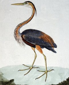 Le Héron pourpré - Francois Nicolas Martinet