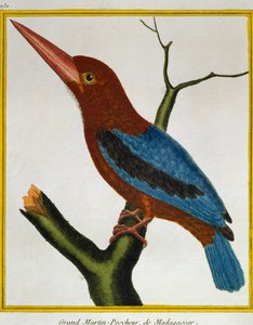 Martin-pêcheur à gorge blanche (Halcyon smyrnensis), de Histoire naturelle des oiseaux - Francois Nicolas Martinet