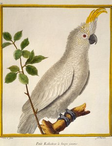 Cacatoès à huppe jaune (Cacatua sulphurea), de Histoire naturelle des oiseaux