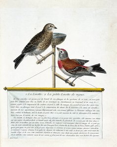 Planche zoologique (ornithologie) : de haut en bas : la linotte mélodieuse et la petite linotte des vignes (carduelis cannabina) sur un perchoir. Illustration dans « L