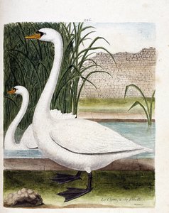 Planche zoologique (ornithologie) : devant : le cygne et derrière sa femelle (cygne tuberculé ou cygnus olor). Illustration dans « L