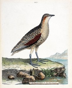 Planche zoologique (ornithologie) : Le râle des genêts ou roi des cailles (crex crex). Illustration dans « L
