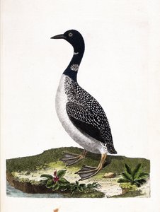 Carte zoologique (ornithologie) : plongeon imbrin (gavia immer). Illustration dans « L