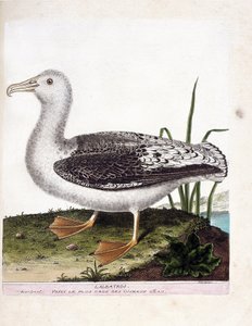 Planche zoologique (ornithologie) : l