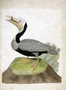Carte zoologique (ornithologie) : pélican brun (pelecanus occidentalis). Illustration dans « L