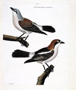 Planche zoologique (ornithologie) : En bas : la pie-grièche à tête rousse (lanius senator) et sa femelle (pie-grièche écorcheur ou lanius collurio) sur la branche supérieure.