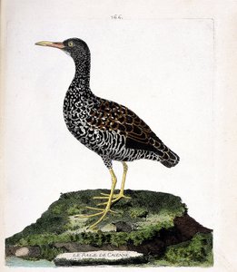 Carte zoologique (ornithologie) : râle de Cayenne (pardirallus maculatus). Illustration dans « L