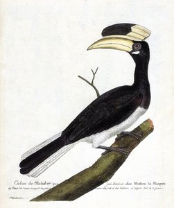 Planche zoologique (ornithologie) : Calao de Malabar (Anthracoceros coronatus) sur une branche. Illustration dans « L