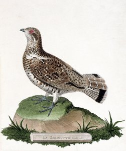 Planche zoologique (ornithologie) : Gélinotte femelle (gélinotte des bois ou bonasia bonasia). Illustration dans « L