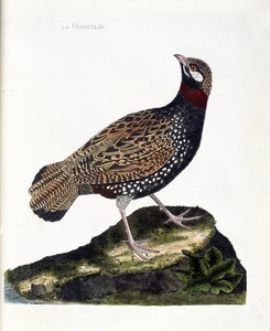 Planche zoologique (ornithologie) : Francolin (francolin noir ou francolinus francolinus). Illustration dans « L