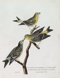 Planche zoologique (ornithologie) : de haut en bas : le serin du Roussillon (serinus serinus) sur une branche, le serin de Provence (serinus citrinella) et un autre serin de Provence. Illustration dans « L