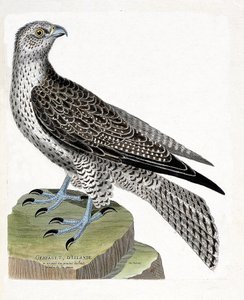 Carte zoologique (ornithologie) : gerfaut islandais (faucon gerfaut ou falco rusticolus). Illustration dans « L