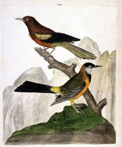Planche zoologique (ornithologie) : Merle d
