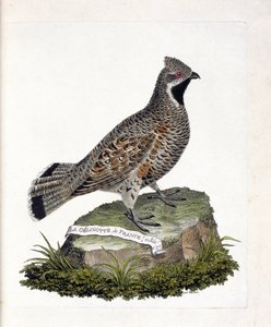 Planche zoologique (ornithologie) : La gelinotte de France mâle (gelinotte des bois ou bonasia bonasia). Illustration dans « L