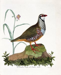Planche zoologique (ornithologie) : La perdrix rouge de France, mâle (perdrix rouge ou alectoris rufa). Illustration dans « L