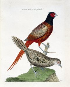 Planche zoologique (ornithologie) : Faisan mâle et femelle (faisan colchide ou Phasianus colchicus). Illustration dans « L