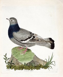 Planche zoologique (ornithologie) : Pigeon biset (Columba livia). Illustration dans « L
