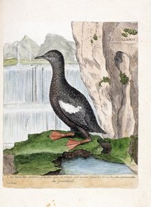 Carte zoologique (ornithologie) : guillemot à miroir (cepphus grylle). Illustration dans « L