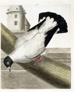 Planche zoologique (ornithologie) : Le pigeon batailleur (columba livia). Illustration dans « L