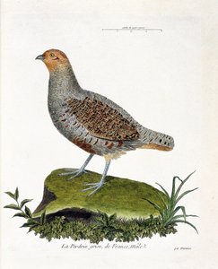 Planche zoologique (ornithologie) : la perdrix grise de France, mâle (perdrix grise ou perdrix). Illustration dans « L