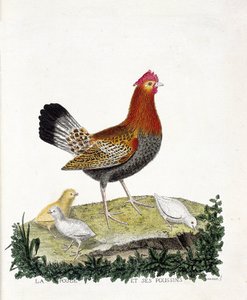 Planche zoologique (ornithologie) : La poule et ses poussins (poule domestique ou gallus gallus). Illustration dans « L