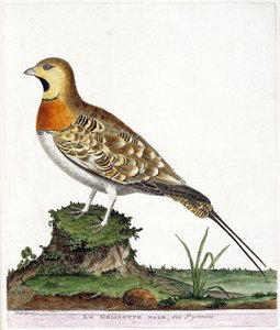 Planche zoologique (ornithologie) : Le mâle gelinotte des Pyrénées (Ganga cata ou pterocles alchata). Illustration dans « L