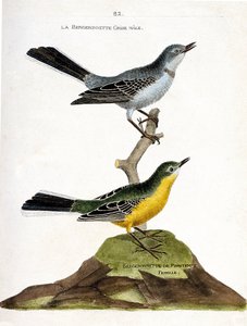 Tableau zoologique (ornithologie) : Le mâle bergeronnette grise (Motacilla alba) sur une branche et la femelle bergeronnette printanière (Motacilla flava). Illustration dans « L