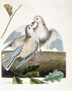 Planche zoologique (ornithologie) : la tourterelle (streptopelia roseogrisea). Illustration dans « L