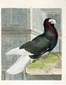 Planche zoologique (ornithologie) : le pigeon capuchon (columba livia). Illustration dans « L