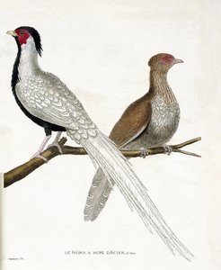 Planche zoologique (ornithologie) : Le faisan a une hupe d