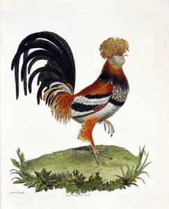 Planche zoologique (ornithologie) : Le coq (coq domestique ou gallus gallus). Illustration dans « L