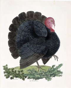 Planche zoologique (ornithologie) : Dinde (dinde domestique ou Melaeagris gallopavo). Illustration dans « L