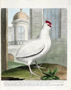 Planche zoologique (ornithologie) : Poule de Virginie ou poules sans croupion (poule domestique ou gallus gallus). Illustration dans « L