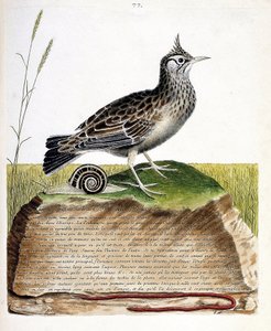 Planche zoologique (ornithologie) : cochevis huppé (Galerida cristata). Illustration dans « L