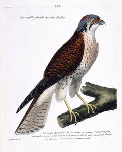 Carte zoologique (ornithologie) : femelle crécerelle des îles Caraïbes (crecerella américaine ou falco sparverius) sur une branche. Illustration dans « L