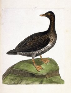 Carte zoologique (ornithologie) : eider à duvet (somateria mollissima). Illustration dans « L