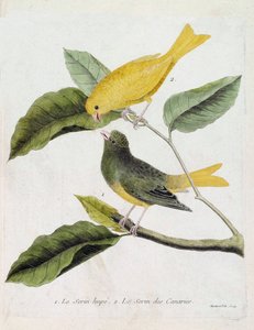 Planche zoologique (ornithologie) : de bas en haut : Le serin huppé (serin des Canaries ou serinus canaria) et le serin des Canaries sur une branche. Illustration dans « L