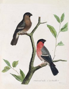 Planche zoologique (ornithologie) : de bas en haut : mâle et femelle bouvreuil (bouvreuil pivoine ou pyrrhula pyrrhula) sur une branche. Illustration dans « L