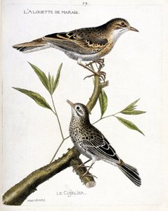 Planche zoologique (ornithologie) : de haut en bas : la pipit rousseline (anthus campestris) et la pipit farlouse (anthus pratensis) sur une branche. Illustration dans « L