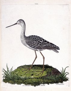Tableau zoologique (ornithologie) : barge grise (limosa lapponica). Illustration dans « L