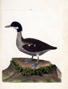 Carte zoologique (ornithologie) : sarcelle de Java (anas gibberifrons). Illustration dans « L