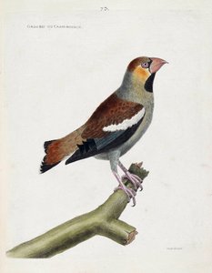Planche zoologique (ornithologie) : Gros-bec ou noyaux (coccauthraustes) sur une branche. Illustration dans « L