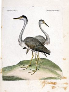 Carte zoologique (ornithologie) : héron mâle et femelle (héron cendré ou ardea cinerea). Illustration dans « L