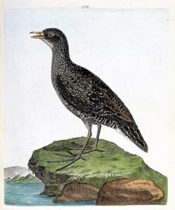 Planche zoologique (ornithologie) : Marouette (marouette ponctuée ou porzana porzana). Illustration dans « L