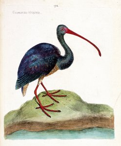 Planche zoologique (ornithologie) : courlis de nigritie (ibis falcinelle ou plegadis falcinellus). Illustration dans « L
