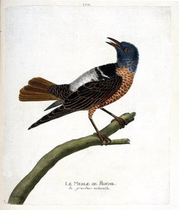 Planche zoologique (ornithologie) : le merle de roche (monticola saxatilis). Illustration dans « L
