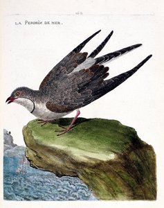 Carte zoologique (ornithologie) : glaréole à collier (glareola pratincola). Illustration dans « L